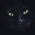 Closeup portrait of a black cats face Royalty Free Stock Photo