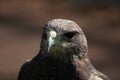 Closeup portrait of a black-chested buzzard-eagle with sharp eye looking, on blurred background Royalty Free Stock Photo