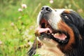 Closeup portrait of a black dog Royalty Free Stock Photo