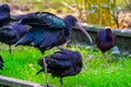 Closeup portrait of a black glossy ibis, Exotic bird specie from America