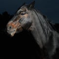Closeup portrait black horse in the dark