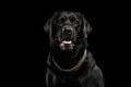 Closeup Portrait black Labrador Dog, Alert Looking, Front view, Isolated