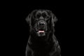 Closeup Portrait black Labrador Dog, Alert Looking, Front view, Isolated Royalty Free Stock Photo