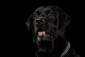 Closeup Portrait black Labrador Dog, Alert Looking, Front view, Isolated