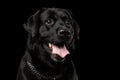 Closeup Portrait black Labrador Dog, Kind Looking, Front view, Isolated Royalty Free Stock Photo