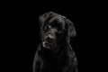 Closeup Portrait black Labrador Dog, Questioning Looking, Front view, Isolated Royalty Free Stock Photo