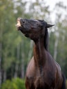 Black mare draft horse smiling on command in the evening sunlight on green forest background in summer