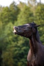 Black mare draft horse smirking on command in the evening sunlight on green forest background in summer Royalty Free Stock Photo