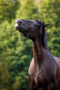 Black mare draft horse smirking on command in the evening sunlight on green forest background in summer Royalty Free Stock Photo