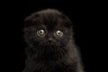 Closeup Portrait of Black Scottish Fold Kitten Looking in Camera Isolated
