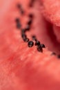 A closeup portrait of the black seeds sitting in the pink red pulp of a cut slice of watermelon. The piece of fruit is ready to be