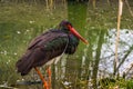 Closeup portrait of a black stork standing at the water side, well spread bird through out Eurasia Royalty Free Stock Photo