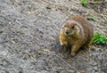 Closeup portrait of a black tailed prairie dog eating hay, Adorable rodent specie from America Royalty Free Stock Photo