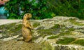 Closeup portrait of a black tailed prairie dog standing, funny animal behavior, tropical rodent specie from America Royalty Free Stock Photo