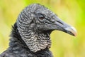 Closeup portrait of a Black vulture Royalty Free Stock Photo