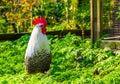 Closeup portrait of a black and white braekel chicken, popular breed from belgium Royalty Free Stock Photo