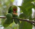 Closeup portrait of black-winged lovebird Agapornis taranta with face covered in guava fruit, Lake Awassa Ethiopia Royalty Free Stock Photo