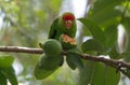 Closeup portrait of black-winged lovebird Agapornis taranta face covered in guava fruit, Lake Awassa Ethiopia Royalty Free Stock Photo