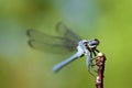 Closeup portrait of blue damselfly in green background