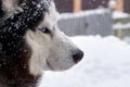 Closeup portrait of blue eyes husky dog in snow on winer background. Royalty Free Stock Photo