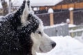 Closeup portrait of blue eyes husky dog in snow on winer background. Royalty Free Stock Photo