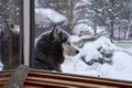 Closeup portrait of blue eyes husky dog in snow on winter background, Snowy weather. Royalty Free Stock Photo