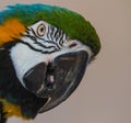 A photo of a Blue and Yellow Macaw