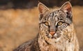 Closeup portrait of a bobcat aka Lynx rufus, a North American wild cat Royalty Free Stock Photo