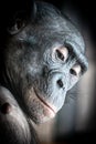 closeup portrait of a bonobo monkey with eyes open Royalty Free Stock Photo