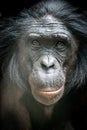 closeup portrait of a bonobo monkey looking forward Royalty Free Stock Photo