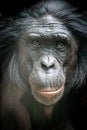 closeup portrait of a bonobo monkey looking forward