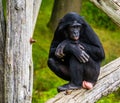 Closeup portrait of a bonobo, pygmy chimpanzee, human ape, Endangered primate specie from Africa