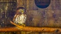 Closeup portrait of a boreal owl, Bird specie from europe