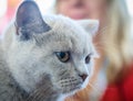 Closeup Portrait of British cat