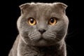 Closeup Portrait of British Fold Cat on Black Royalty Free Stock Photo