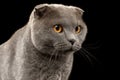 Closeup Portrait of British Fold Cat on Black Royalty Free Stock Photo