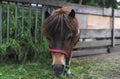 Closeup portrait brown horse head. Horse is in a stable at the farm Royalty Free Stock Photo