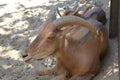 Closeup portrait of a brown mountain goat lying on the ground in the zoo Royalty Free Stock Photo