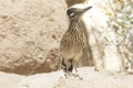 Closeup Portrait of Brown Road Runner Wild Bird in Arizona Desert