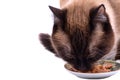 Closeup Portrait brown snowshoe Siamese cat eating food from bowl, isolated on white