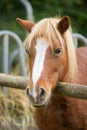 Closeup portrait of a brown white horse