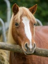 Closeup portrait of a brown white horse