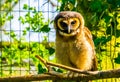 Closeup portrait of a brown wood owl sitting on a branch, tropical bird specie form Asia Royalty Free Stock Photo