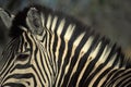Closeup portrait of Burchell`s zebra Equus burchelli