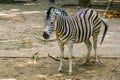 Closeup portrait of a burchells zebra, Common tropical horse specie from Africa