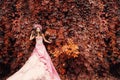 Closeup portrait of Calavera Catrina in pink dress. Sugar skull makeup. Dia de los muertos. Day of The Dead. Halloween Royalty Free Stock Photo