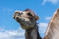 Closeup portrait of a camel chewing grass
