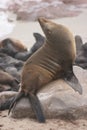 Closeup portrait of Cape Fur Seal Arctocephalus pusillus at Cape Cross seal colony along the Skeleton Coast of Namibia Royalty Free Stock Photo