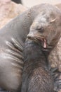 Closeup portrait of Cape Fur Seal Arctocephalus pusillus mouth open growling Cape Cross seal colony along the Skeleton Coast of Royalty Free Stock Photo