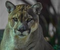 Closeup portrait of a captive Cougar also known as Puma in a Zoo in South Africa